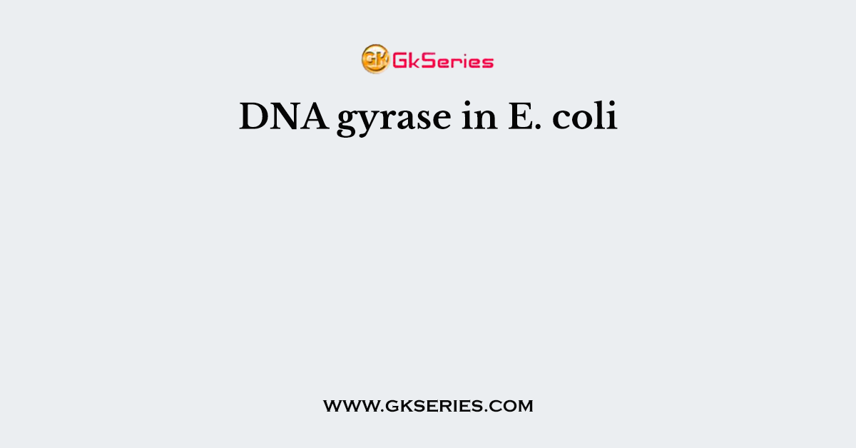 DNA gyrase in E. coli