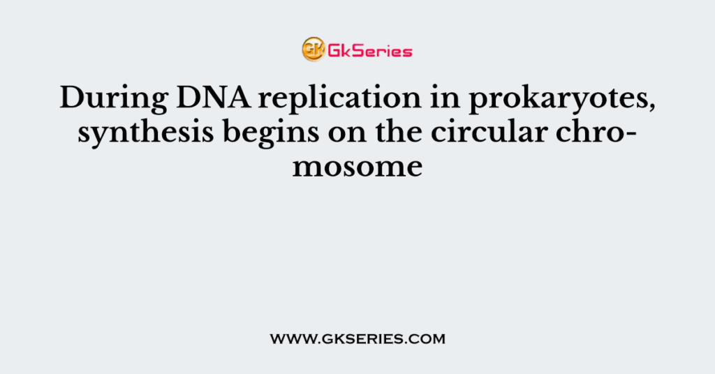 During DNA replication in prokaryotes, synthesis begins on the circular chromosome