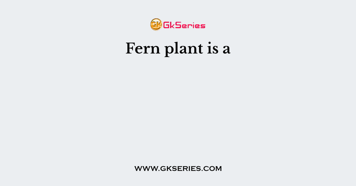 Fern plant is a