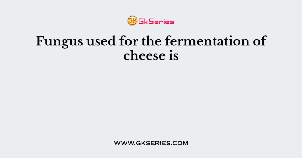 Fungus used for the fermentation of cheese is