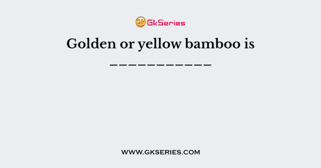 Golden or yellow bamboo is ___________