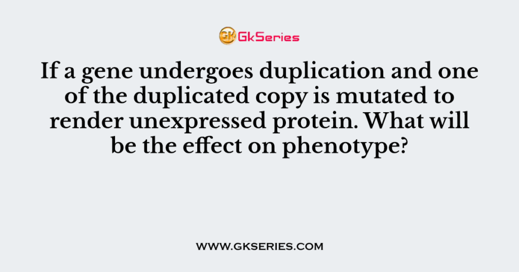 If a gene undergoes duplication and one of the duplicated copy is mutated to render unexpressed protein. What will be the effect on phenotype?