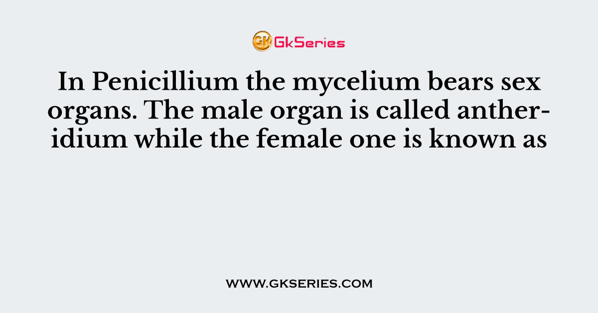 In Penicillium the mycelium bears sex organs. The male organ is called antheridium while the female one is known as