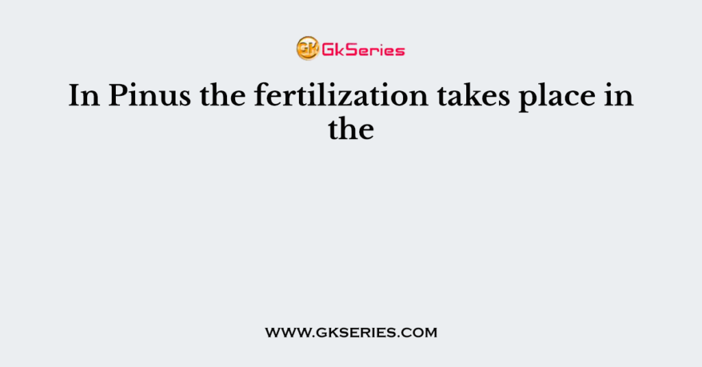 In Pinus the fertilization takes place in the