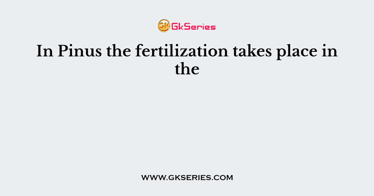 In Pinus the fertilization takes place in the