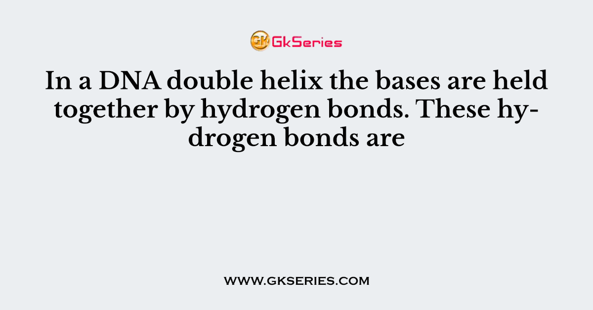 In a DNA double helix the bases are held together by hydrogen bonds. These hydrogen bonds are