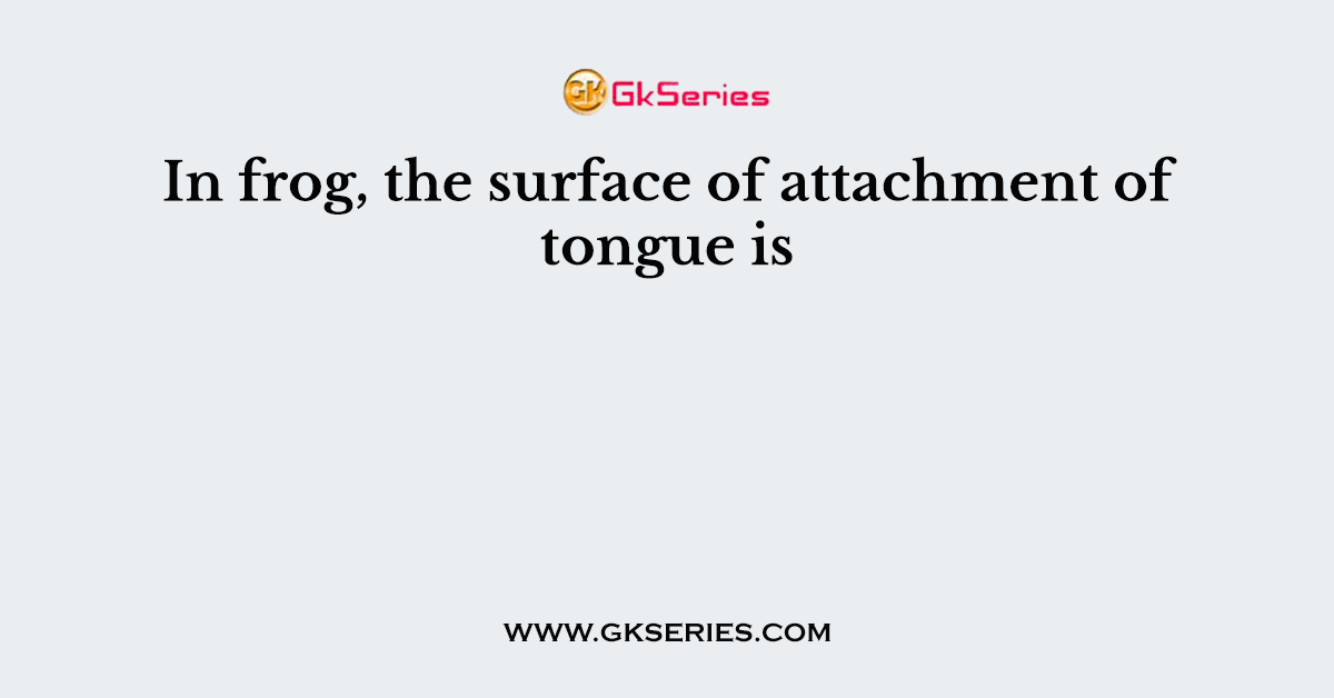 In frog, the surface of attachment of tongue is