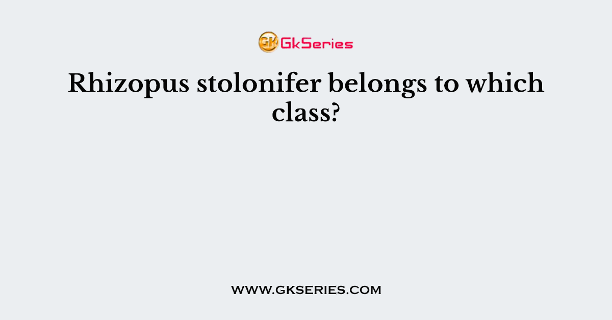 Rhizopus stolonifer belongs to which class?