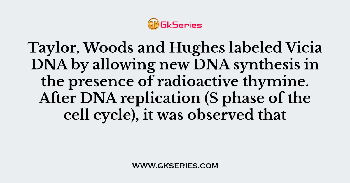 Taylor, Woods and Hughes labeled Vicia DNA by allowing new DNA synthesis