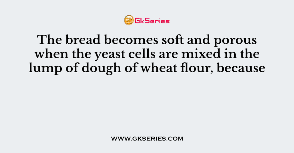 The bread becomes soft and porous when the yeast cells are mixed in the lump of dough of wheat flour, because