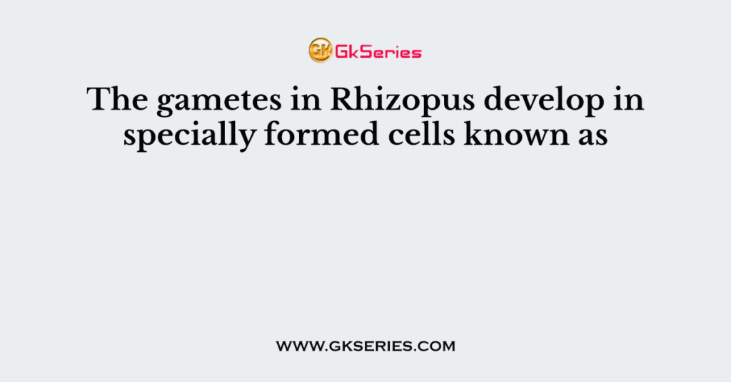 The gametes in Rhizopus develop in specially formed cells known as