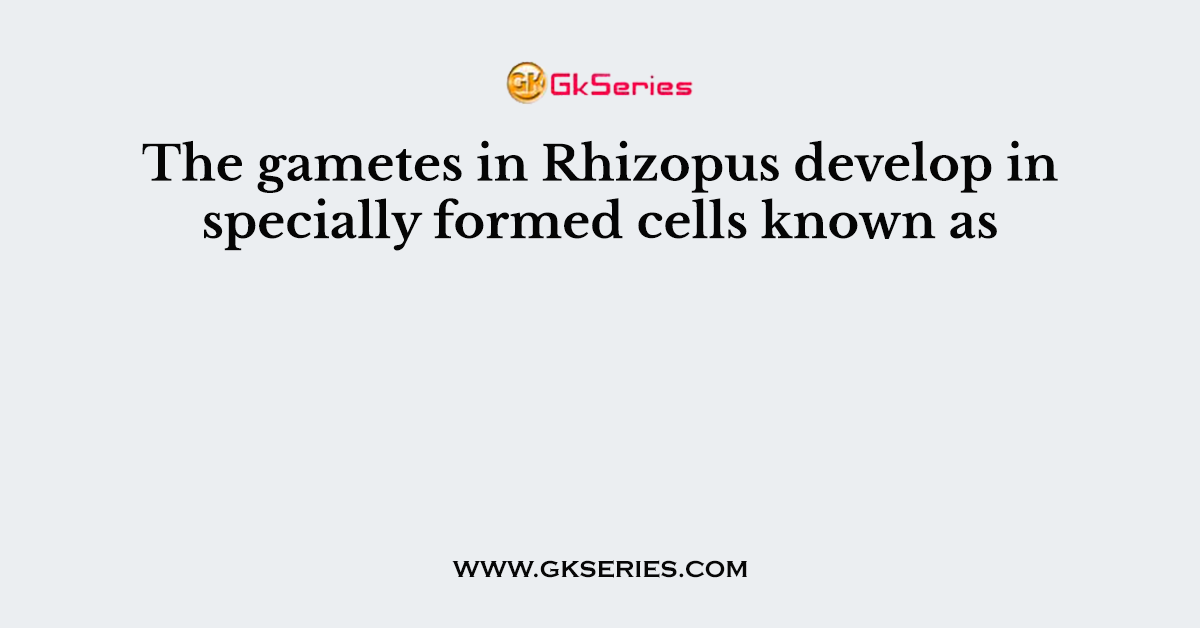 The gametes in Rhizopus develop in specially formed cells known as
