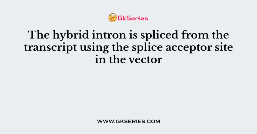 The hybrid intron is spliced from the transcript using the splice acceptor site in the vector