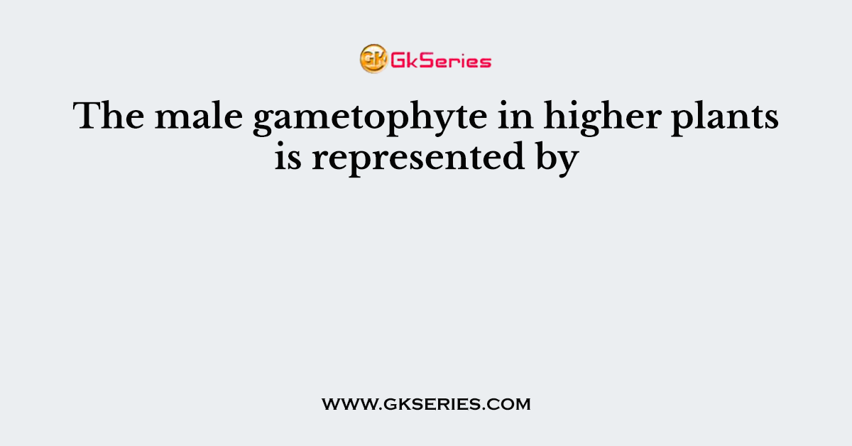 The male gametophyte in higher plants is represented by