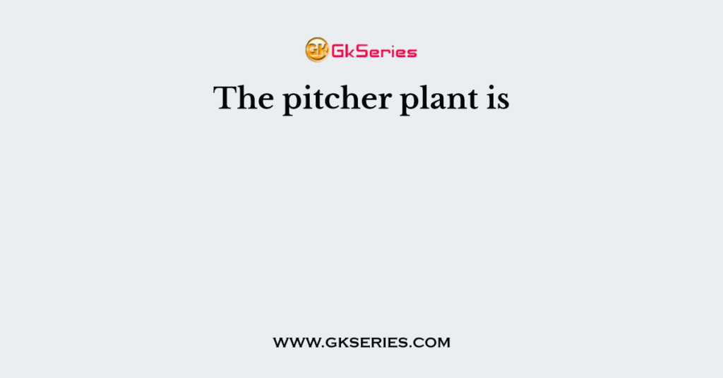 The pitcher plant is