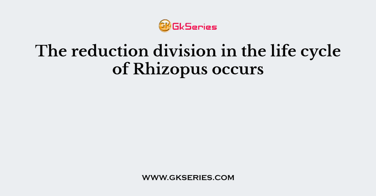 The reduction division in the life cycle of Rhizopus occurs