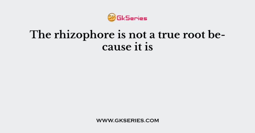 the-rhizophore-is-not-a-true-root-because-it-is