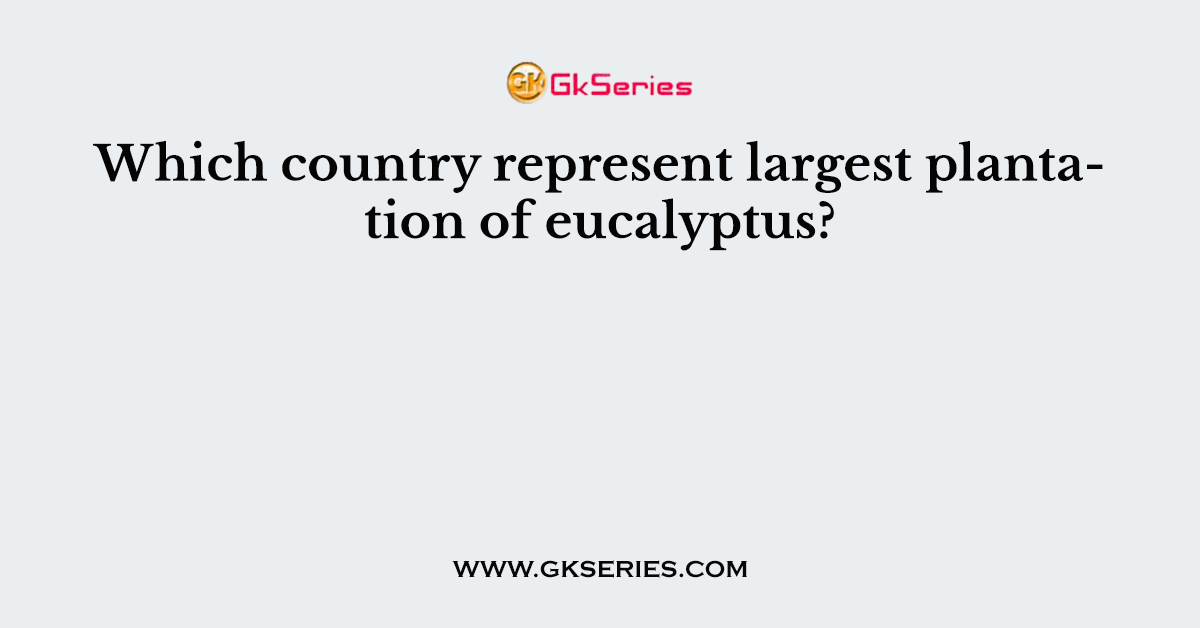 Which country represent largest plantation of eucalyptus?