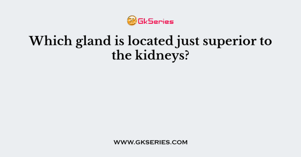 Which gland is located just superior to the kidneys?