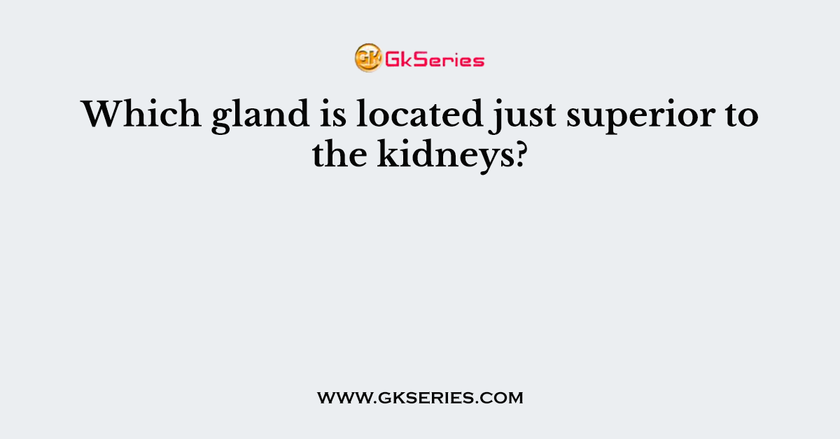 Which gland is located just superior to the kidneys?