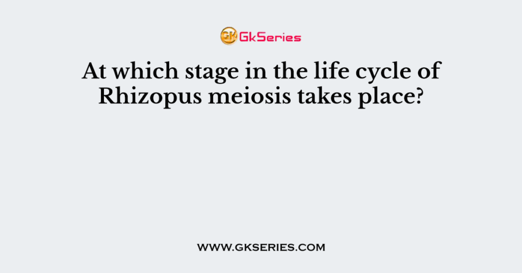 At which stage in the life cycle of Rhizopus meiosis takes place?