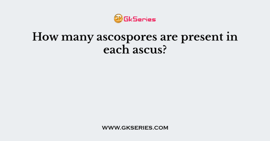 How many ascospores are present in each ascus?