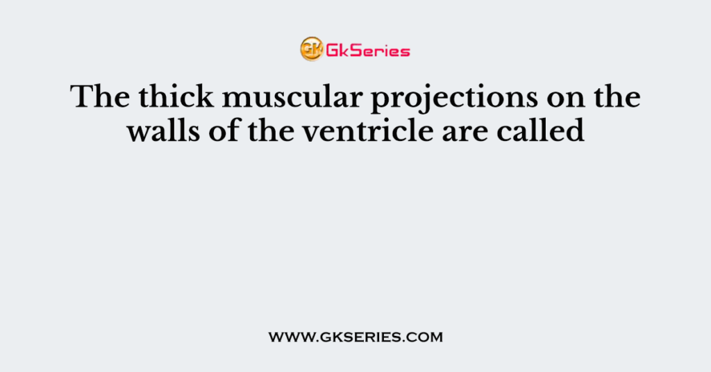 The thick muscular projections on the walls of the ventricle are called