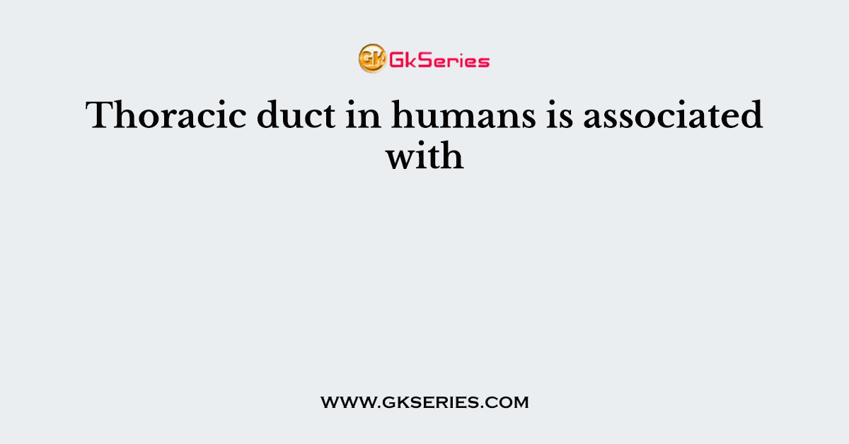 Thoracic duct in humans is associated with
