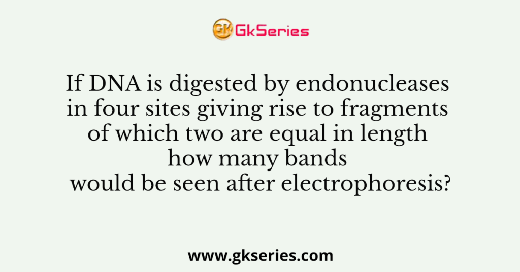 If DNA is digested by endonucleases in four sites giving rise to fragments of which two are equal in length how many bands would be seen after electrophoresis?