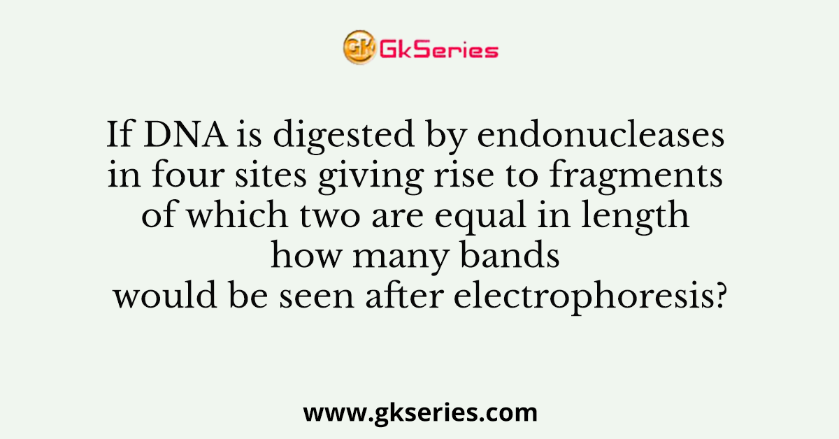 If DNA is digested by endonucleases in four sites giving rise to fragments of which two are equal in length how many bands would be seen after electrophoresis?