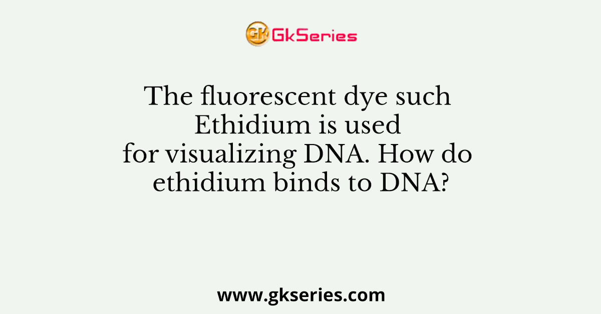 The fluorescent dye such Ethidium is used for visualizing DNA. How do ethidium binds to DNA?