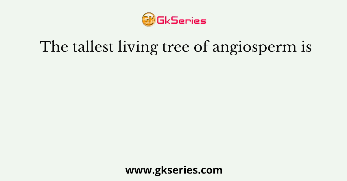 The tallest living tree of angiosperm is
