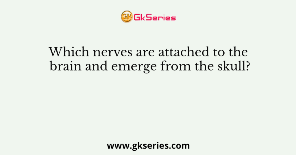 Which nerves are attached to the brain and emerge from the skull?