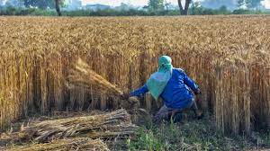 Maharashtra Farmers To Get Rs 6,000 Per Annum Under New Scheme