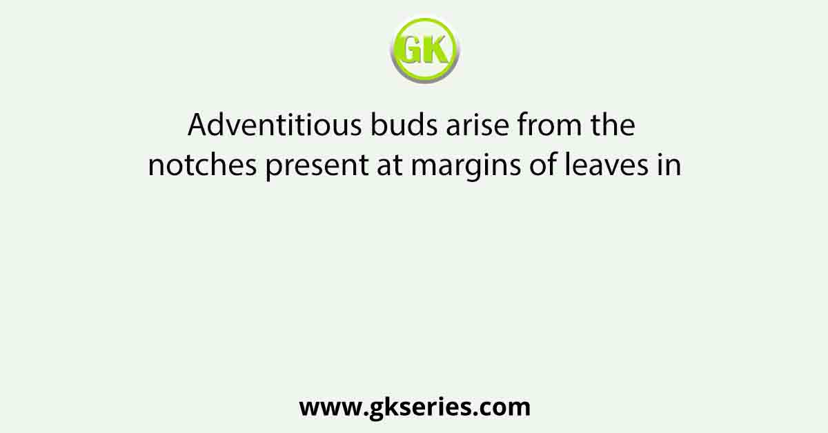 Adventitious buds arise from the notches present at margins of leaves in