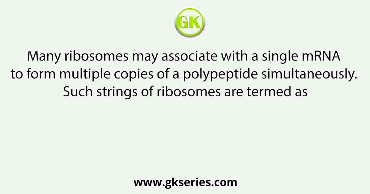 Many ribosomes may associate with a single mRNA to form multiple copies of a polypeptide simultaneously. Such strings of ribosomes are termed as