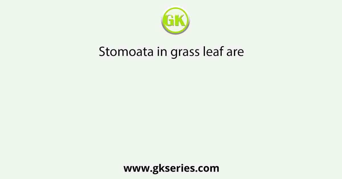 Stomoata in grass leaf are
