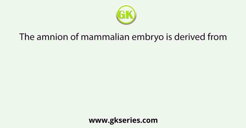 The amnion of mammalian embryo is derived from