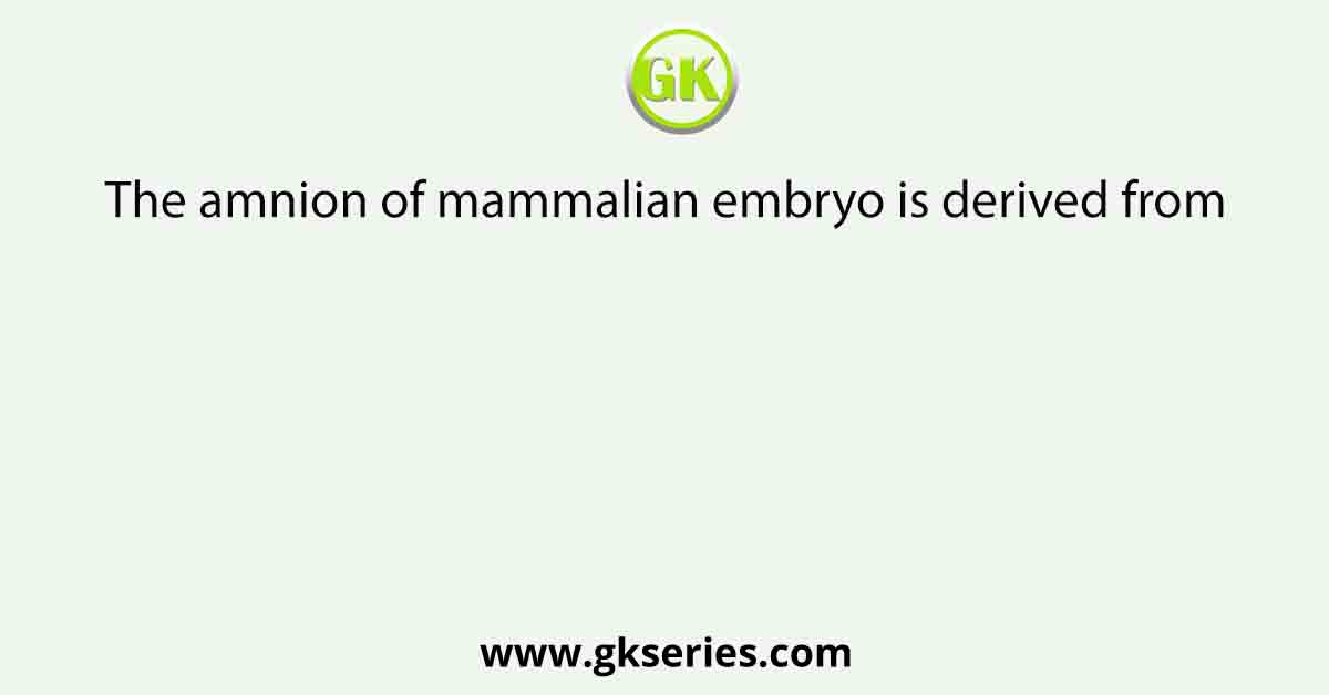 The amnion of mammalian embryo is derived from