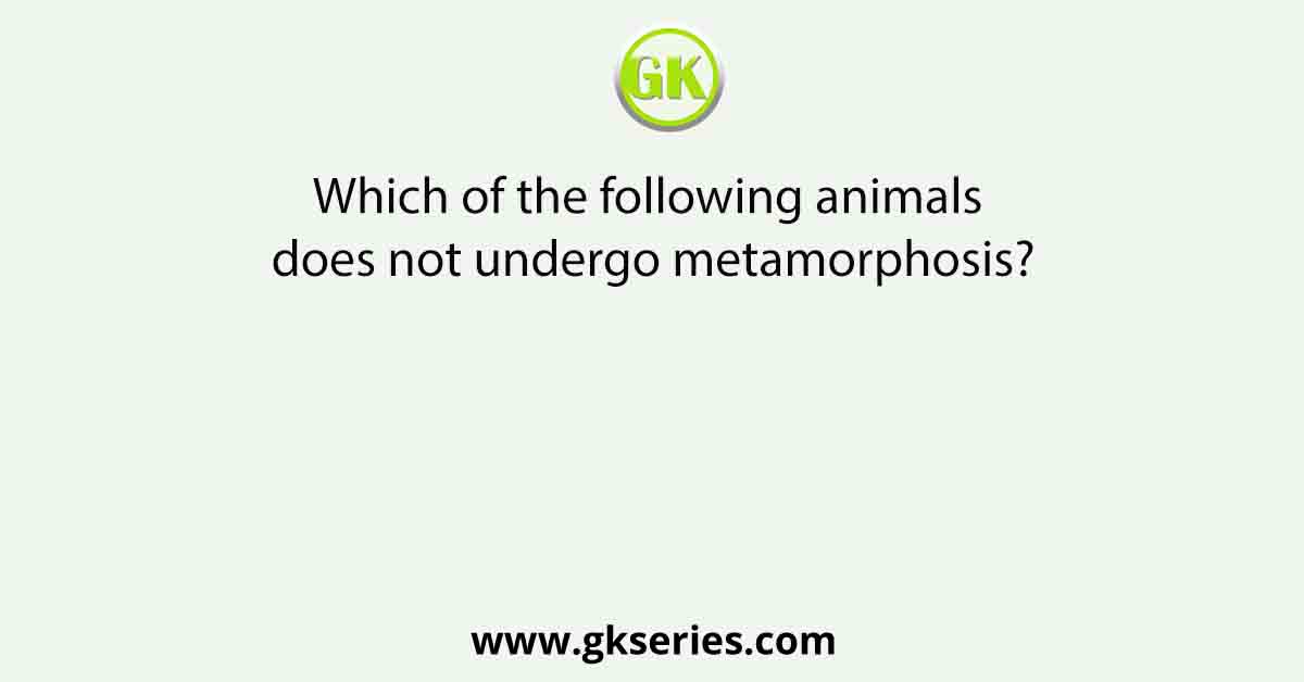 Which of the following animals does not undergo metamorphosis?