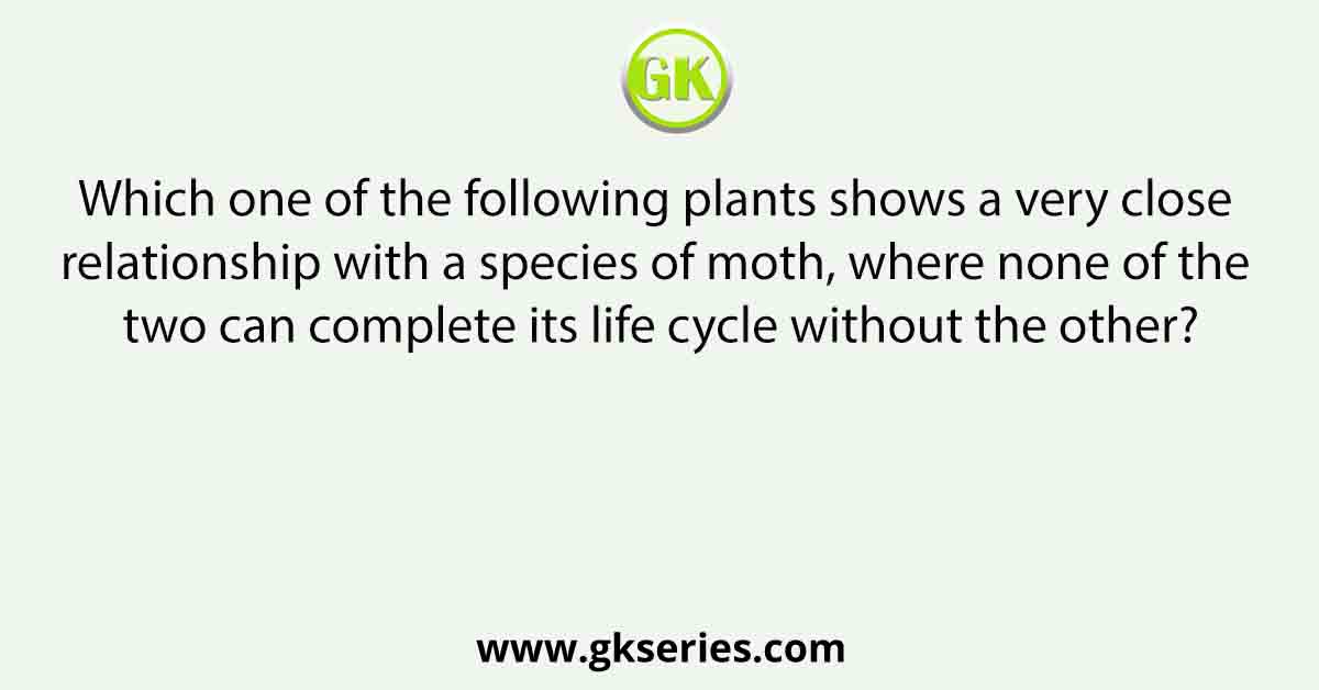 Which one of the following plants shows a very close relationship with a species of moth, where none of the two can complete its life cycle without the other?