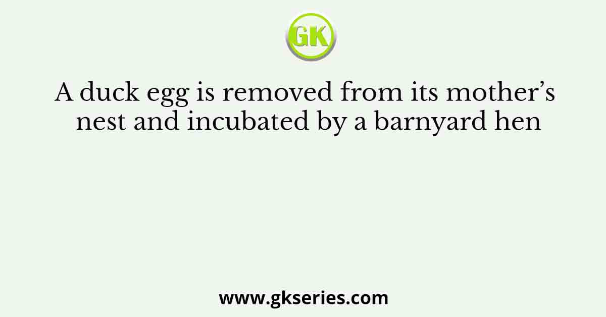 A duck egg is removed from its mother’s nest and incubated by a barnyard hen