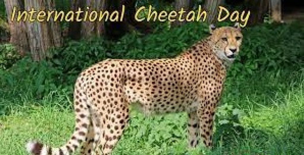 International Cheetah Day 2023