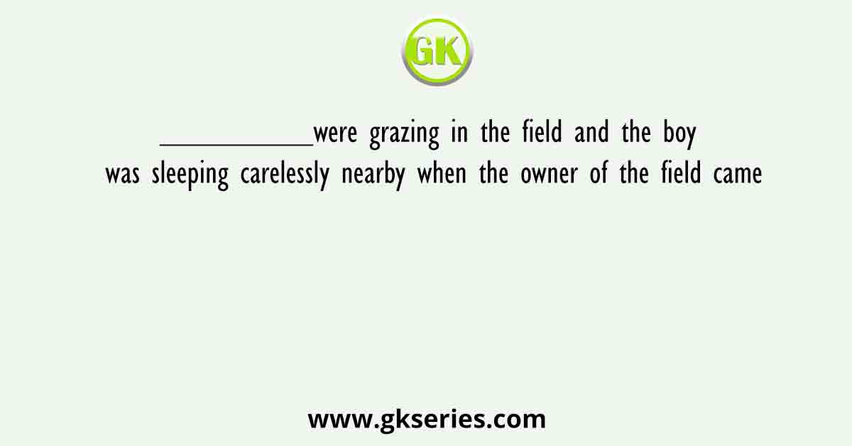 _________were grazing in the field and the boy was sleeping carelessly nearby when the owner of the field came
