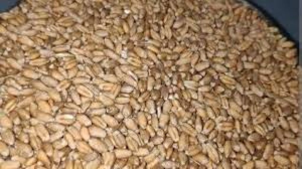 Bundelkhand Wheat Variety Gets GI Tag