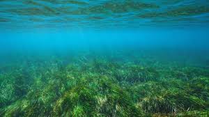 Celebrated annually on March 1, World Seagrass Day is a vital global observance aimed at highlighting the importance of seagrass in marine