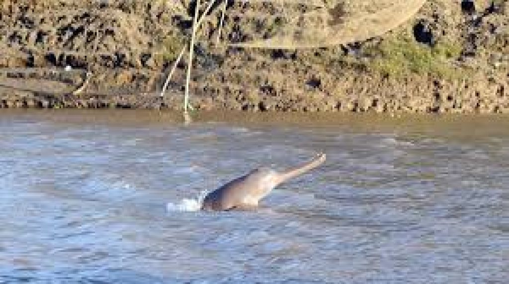 India’s 1st Dolphin Research Centre Inaugurated In Patna