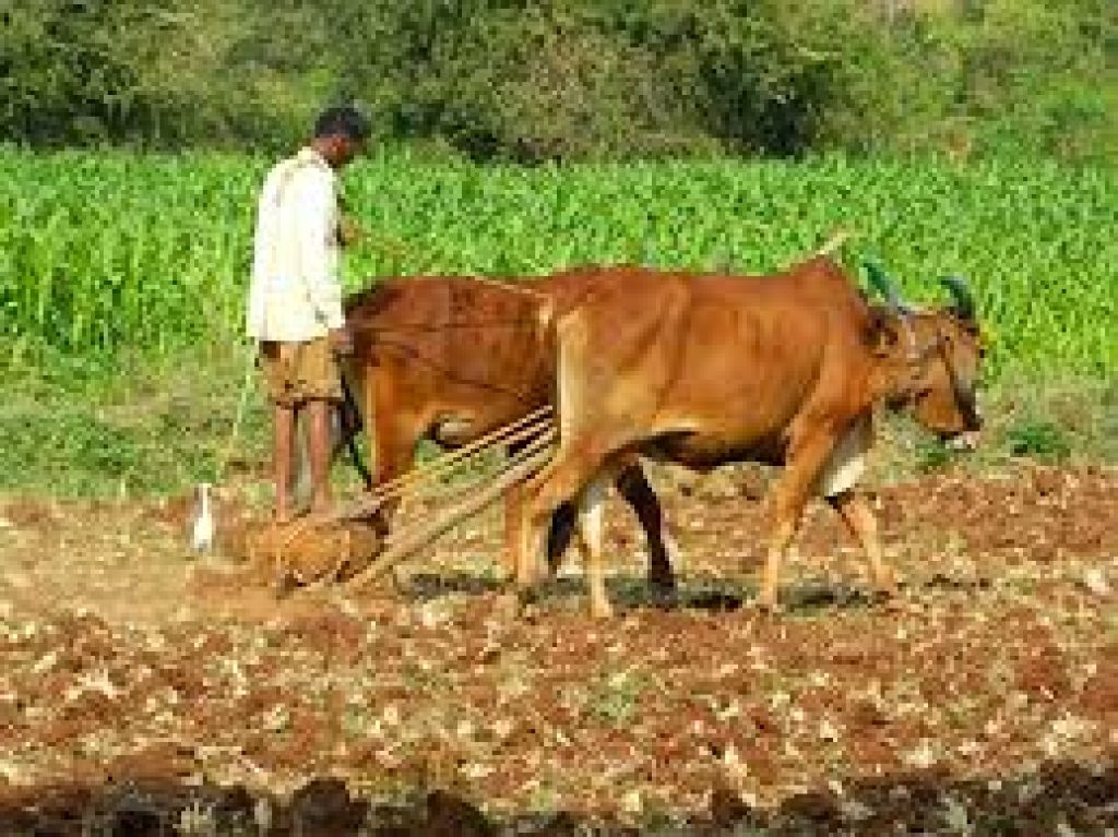 Maharashtra Wins Best Agriculture State Award for 2024