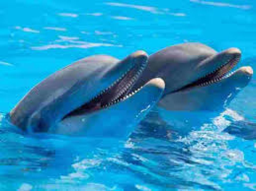 Over 4000 Gangetic Dolphins in India: Indian Wildlife Institute