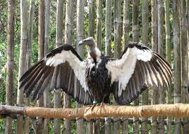 World’s First Asian King Vulture Conservation Center Inaugurated in Uttar Pradesh